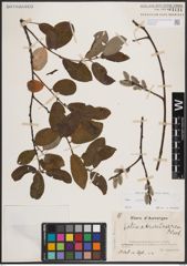 Foto von Salix caprea L.